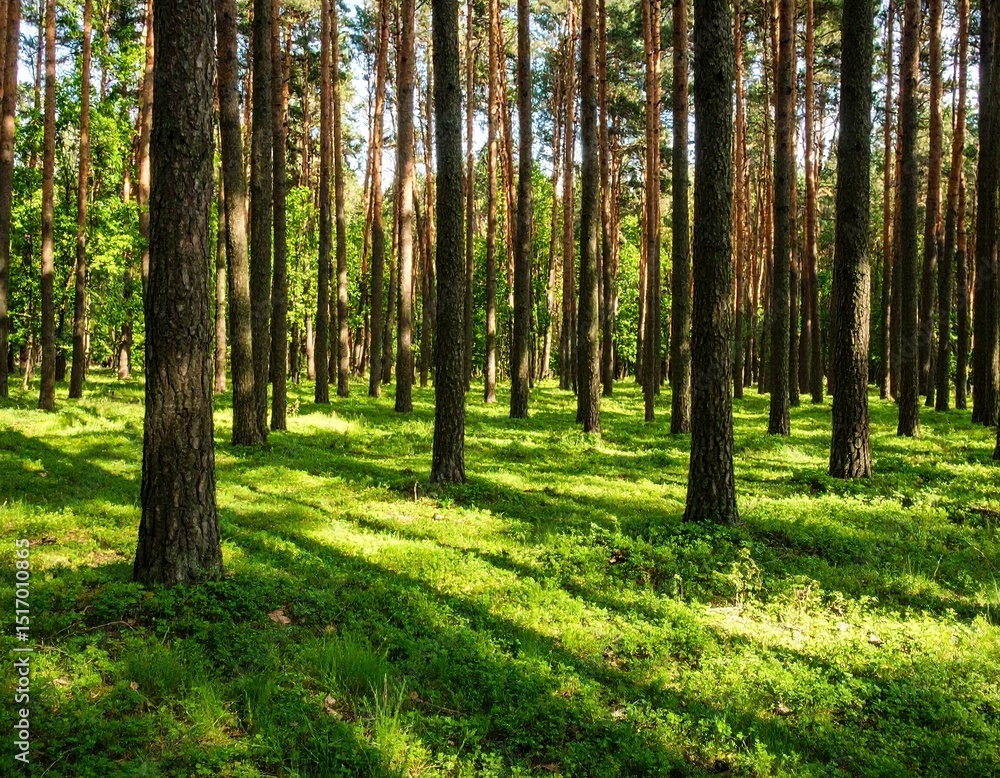 Fototapeta premium Sunlight dappled forest floor