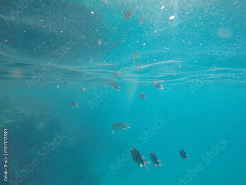 Wallpaper Mural Abudefduf fish, commonly known as sergeant major fish, is a brightly colored reef fish often found in the Red Sea, including the coastal waters of Egypt. These fish are small but easily recognizable d Torontodigital.ca