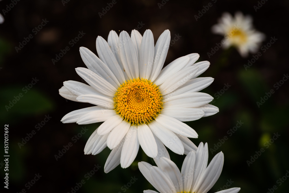 Obraz premium Pretty Daisy