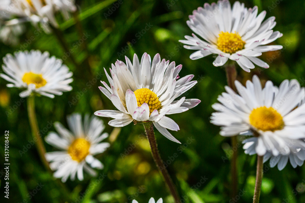 Nature scene with blooming bellis perennis, commonly known as the white daisy Nature scene with blooming bellis perennis, commonly known as the white daisy