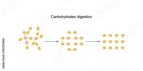 Carbohydrates digestion. Amylase and maltase Enzymes catalyze polysaccharide starch molecule to disaccharides and monosaccharides, glucose sugar formation. Scientific diagram. Vector illustration.