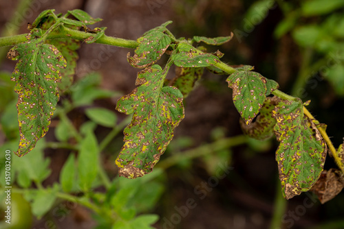 Foto Tomato leaf with brown lesions and spots