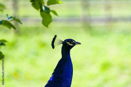 Side Portrait of an Indian Blue Peacock with Crest in Summer Light