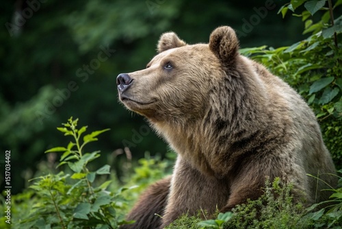 Wallpaper Mural bear Torontodigital.ca