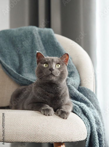 A gray cat perches upright on a cream-colored chair, partially covered by a blue knit blanket. Bright daylight enhances the cozy indoor ambiance.