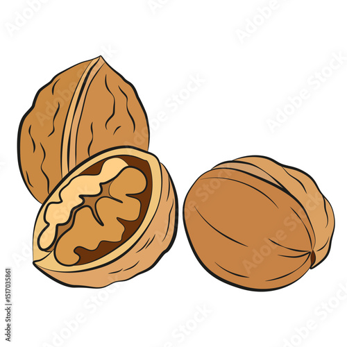 Walnuts flat vector illustration. Raw walnuts in shell flat drawing on a white background. Nut image. Nuts hand draw.