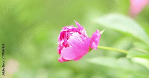 Wallpaper Mural Pink peony flowers in the park. Large peony flowers. Flowers outdoors. Close-up of pink lush flowers. Natural floral background. Peonies are a type of herbaceous perennial plant
 Torontodigital.ca