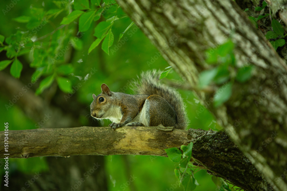 Curious squirrel resting on a tree branch in a lush green forest Curious squirrel resting on a tree branch in a lush green forest