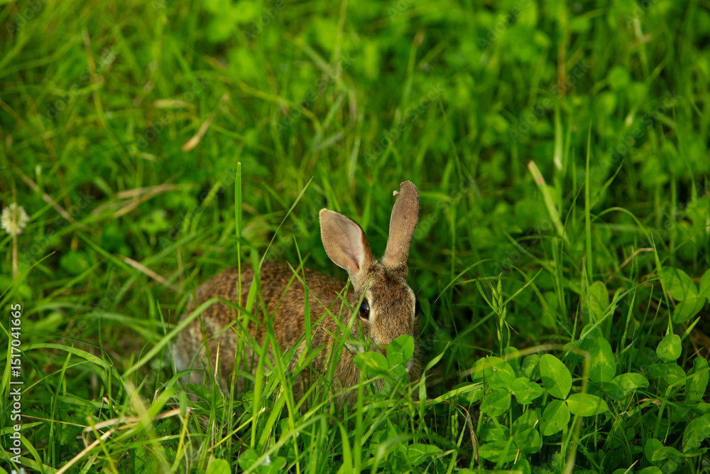 Wild rabbit in green meadow looking alert among tall grass Wild rabbit in green meadow looking alert among tall grass