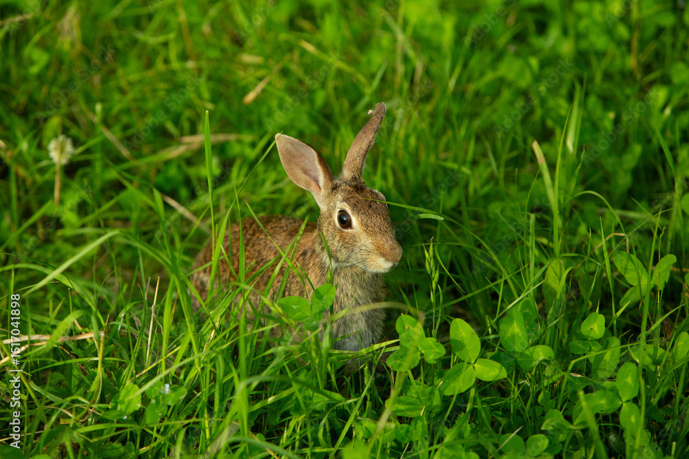 Wild rabbit in green meadow looking alert among tall grass Wild rabbit in green meadow looking alert among tall grass