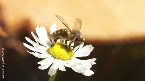 Close-up macro shot of a honey bee collecting pollen from a white daisy flower on a sunny day