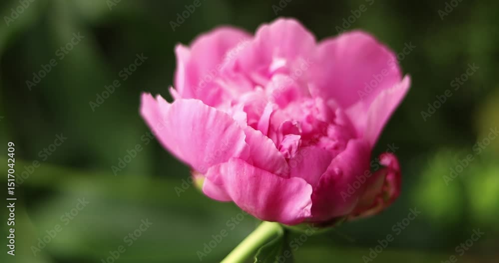 Pink peonies bloomed in the garden in spring.
Pink peonies bloomed in the garden in spring.