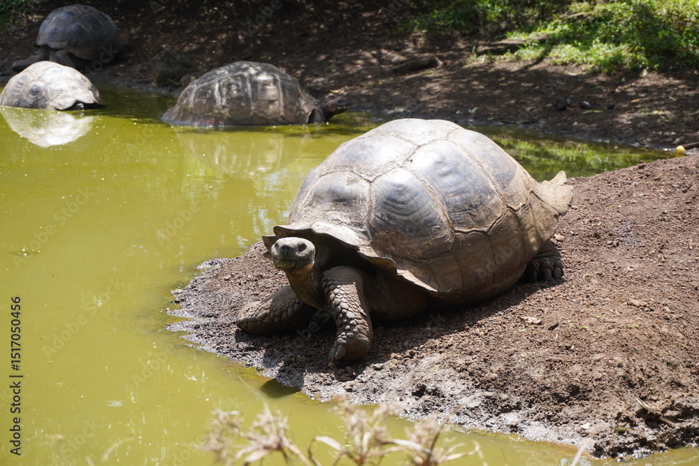 Fototapeta premium Giant turtle Galapagos