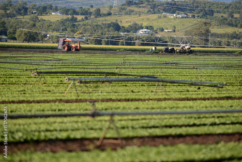 growing lettuce at Gatton