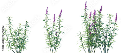 Set of Mexican bush sage (Salvia leucantha) frontal isolated png on a transparent background perfectly cutout high resolution	