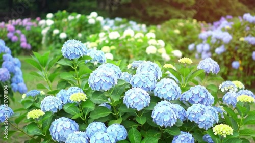 Hydrangeas in Bloom: A captivating display of vibrant hydrangeas flourishes in a serene garden setting, showcasing their delicate, multi-colored blossoms and lush green foliage.