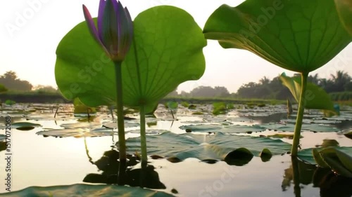 Serene Lotus Bloom: The sun casts a soft glow on the serene water, illuminating the elegant lotus flower and its surrounding leaves, portraying a tranquil moment in nature's embrace.