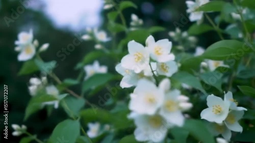 Jasmine Blossom: A cluster of delicate white jasmine flowers with vibrant green leaves blooms in nature, a captivating display of natural beauty.