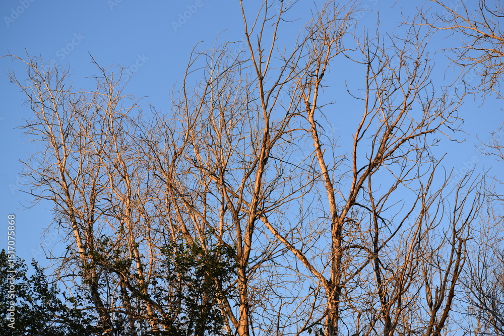 Obraz premium Branches against blue sky