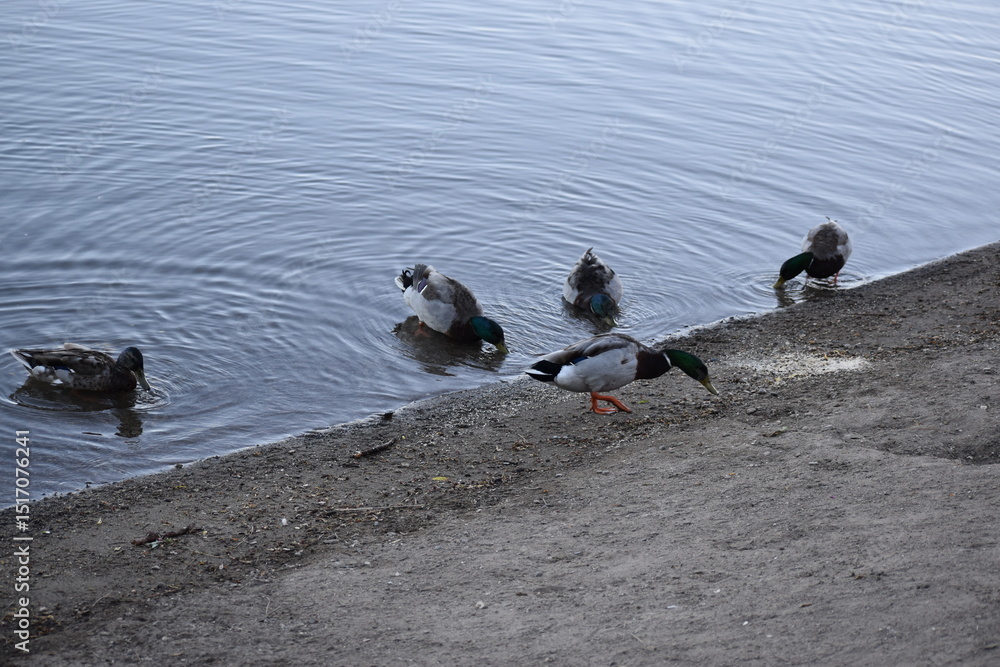 Fototapeta premium Ducks eating on shore