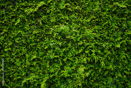 Green thuja hedge texture background, close-up.
