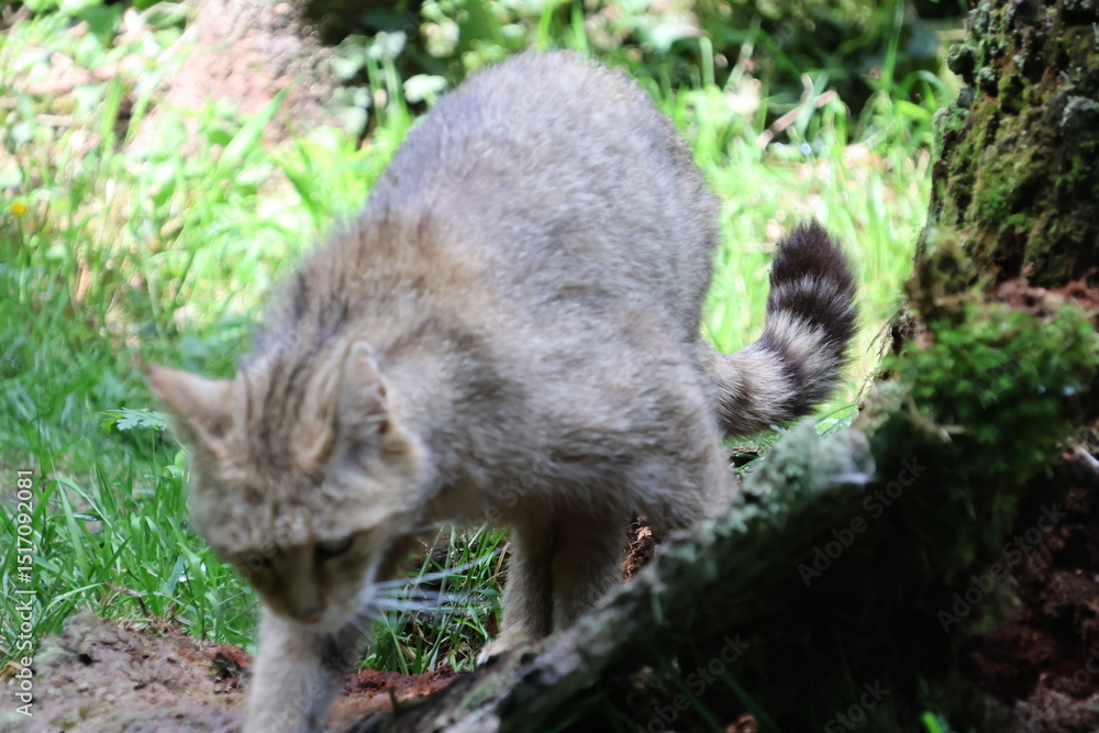Obraz premium European wildcat surrounded by nature
