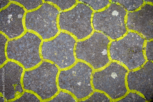 Concrete paving stones with grouted joints covered with fluorescent yellow-green moss