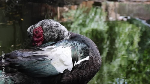Muscovy duck at the pond