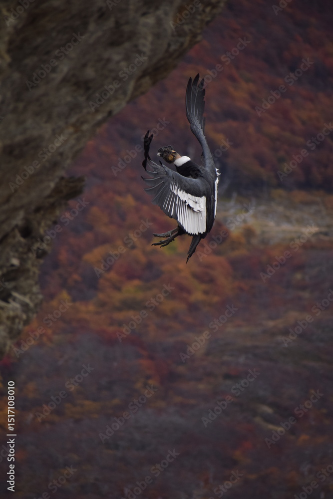 Fototapeta premium Condor Andino Macho