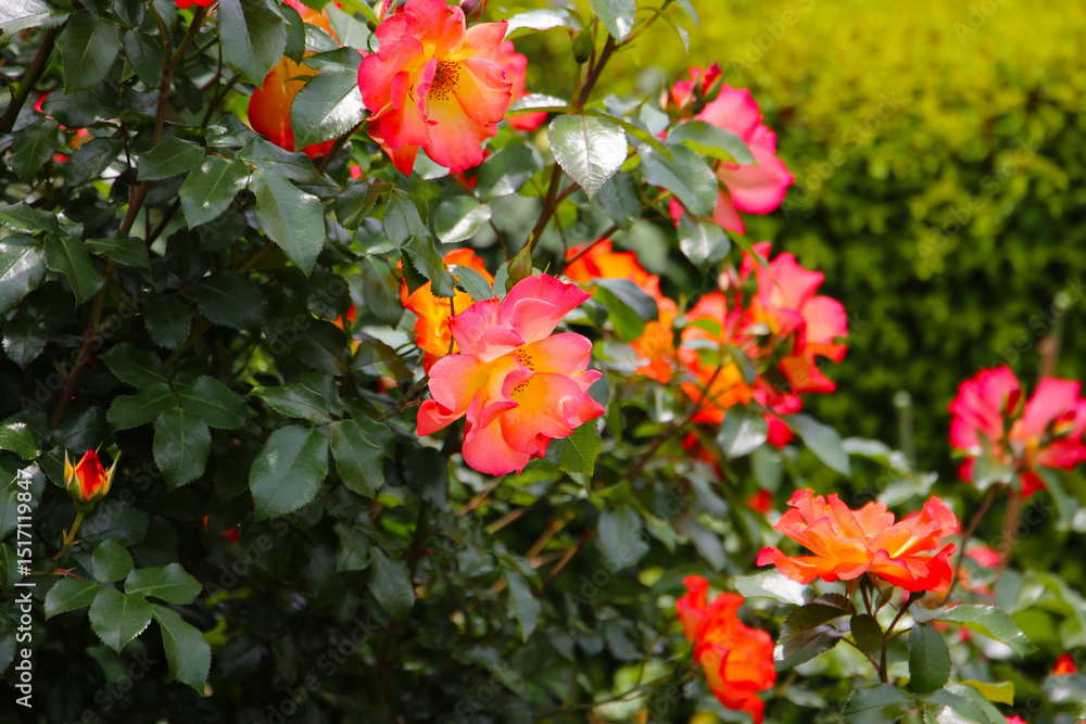 Beautiful roses in full bloom at the Japan Rose Garden. Beautiful roses in full bloom at the Japan Rose Garden.