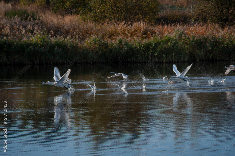 the swan spreads its wings on the shore of the lake under the bright sun the swan spreads its wings on the shore of the lake under the bright sun