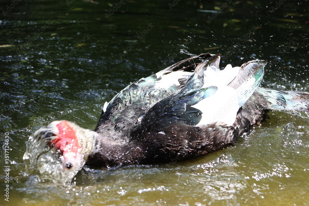 Fototapeta premium Muscovy duck at the pond