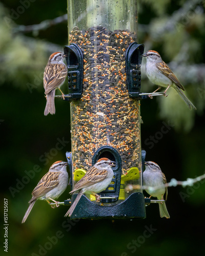 Many Chipping Sparrow birds eating from birdfeeder