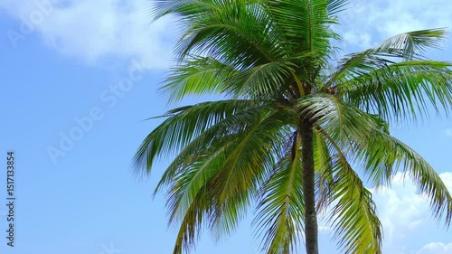 Wallpaper Mural Top of palm tree with sky. Travel destinations. Summer vacations. Vertical footage Torontodigital.ca