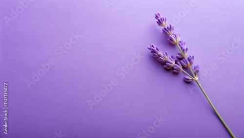 Fototapeta Naklejka Na Ścianę i Meble -  Delicate lavender petals unfolding from a single stem on purple paper background , print, artistic,  print, artistic, flowers