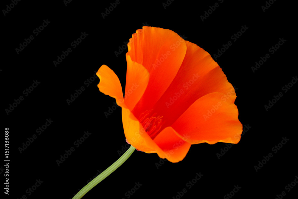 Naklejka premium Orange Petal California Poppy 01