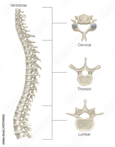Human Vertebrae Cervical, Thoracic, and Lumbar Spine Anatomy