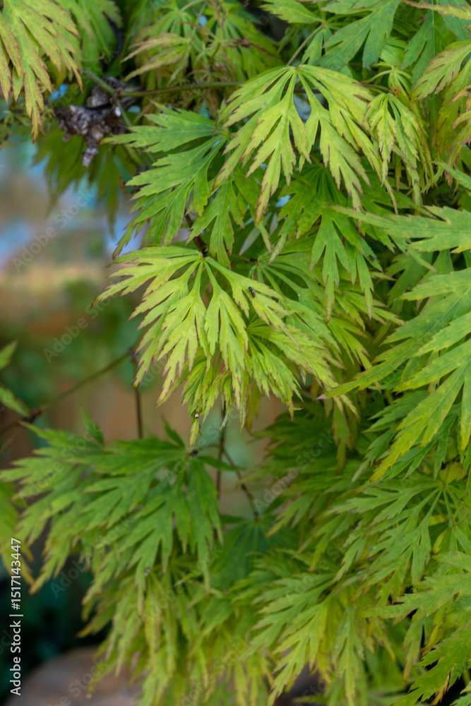 Fototapeta premium Green leaves of Japan acer palmatum dissectum maple tree in garden
