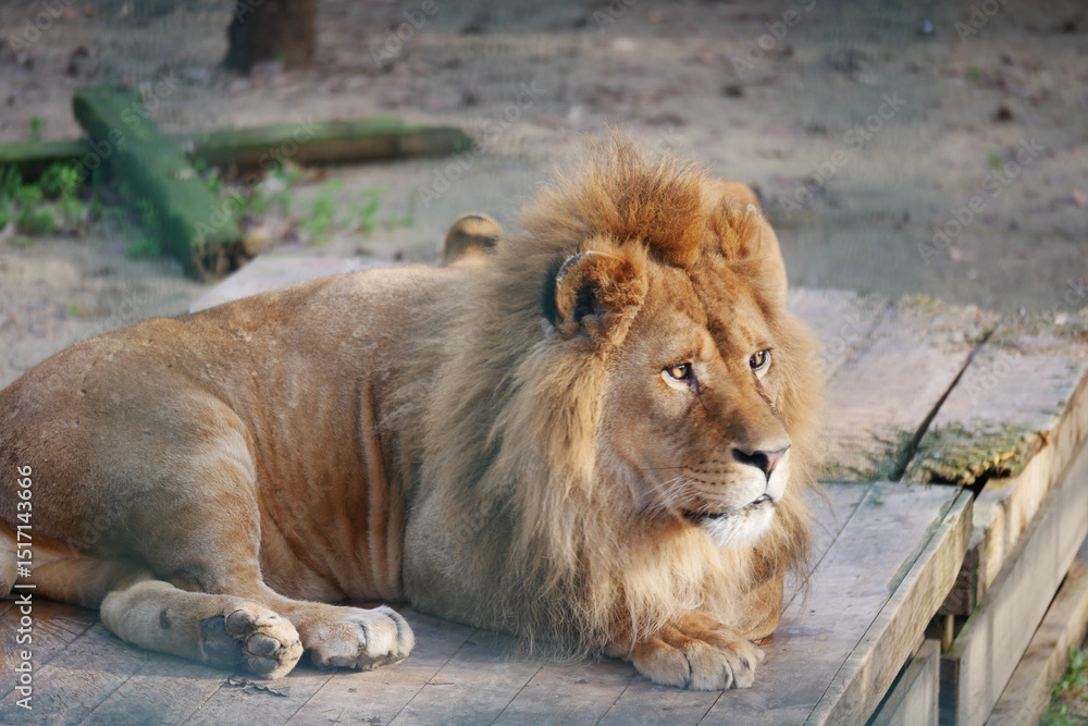 Lion resting on wooden platform in natural habitat Lion resting on wooden platform in natural habitat