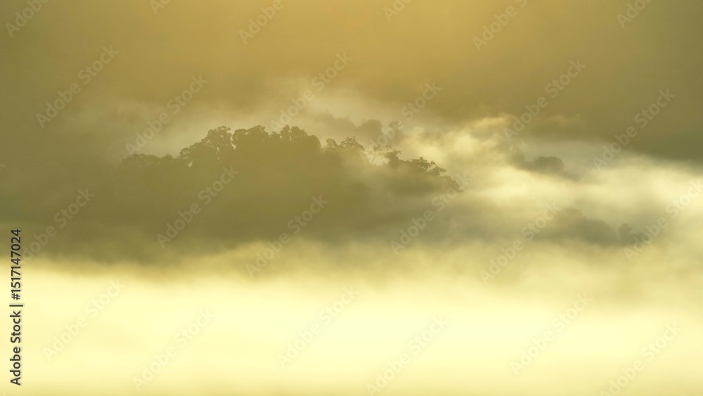 Fototapeta premium An aerial view of a dense, mist-covered forest, capturing the serene beauty of nature with a soft, ethereal glow filtering through the trees. A tranquil, untouched landscape bathed in morning light. 