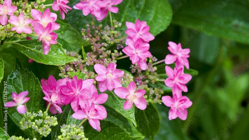 雨に濡れたアジサイの花 雨に濡れたアジサイの花