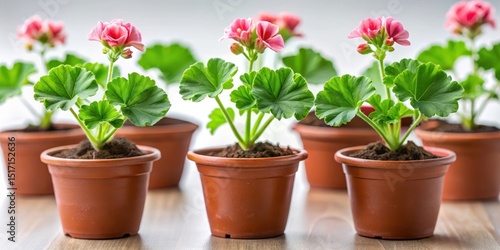 Pelargonium zonal seedlings in small plastic flower pots, potted plants, greenery
