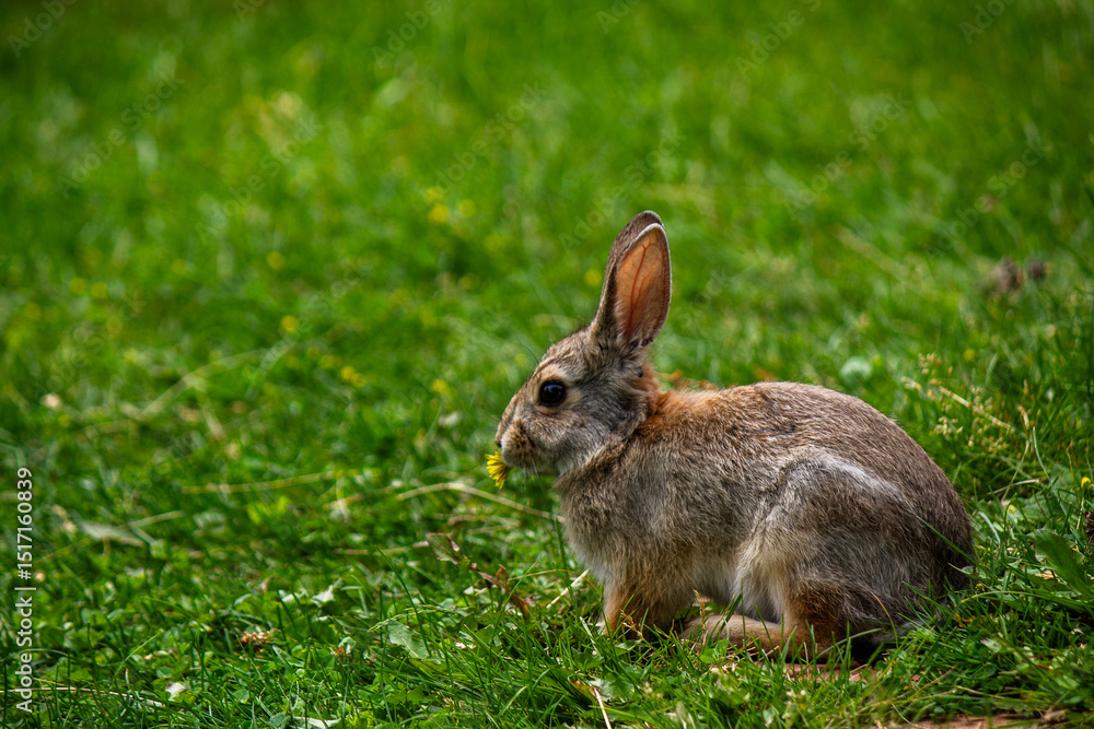 Cottontail rabbit in grass field holding dandelion in mouth Cottontail rabbit in grass field holding dandelion in mouth