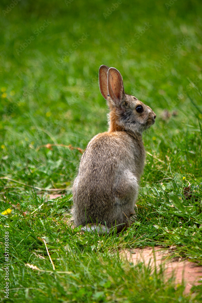 Fototapeta premium Cottontail rabbit looking over at camera facing right