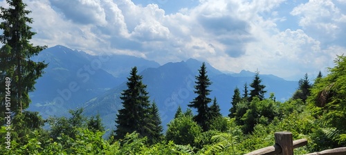 evergreen trees and mountains