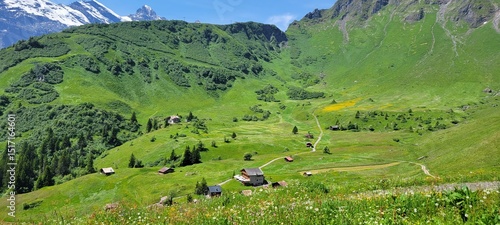 mountain landscape with cows