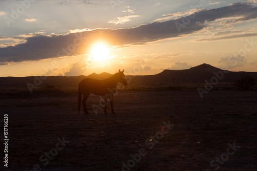 Horse at sunset