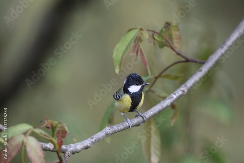 Canvas Print The green-backed tit (Parus monticolus) is a species of bird in the family Paridae