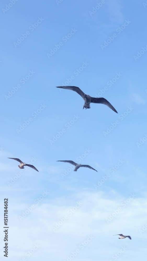 Flock of seagulls fly in the blue sky. Vertical footage