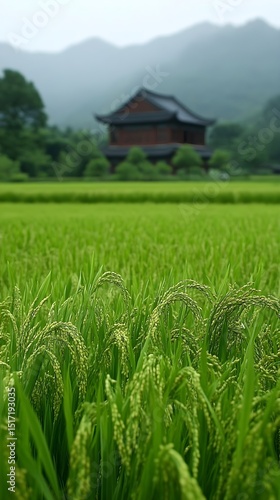 Lush Green Rice Paddy Field with a Traditional Asian House in the Background under a Cloudy Sky